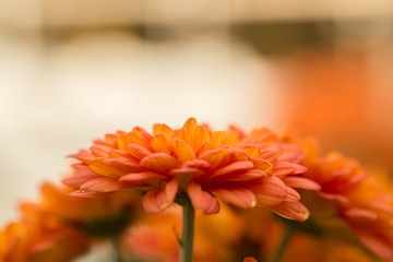 Orange Chrysanthemum Flower in Garden