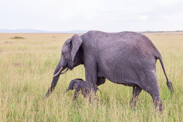 Naklejka na ściany i meble Elephant with a little calf walking in the grass on the savanna