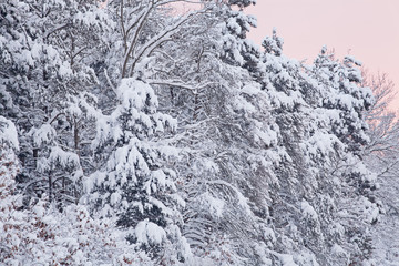Winter landscape at dawn of snow flocked forest, Allegan State Game Area, Michigan, USA