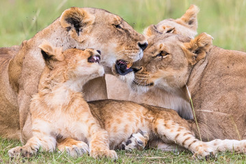 Fototapeta na wymiar Resting lions flock with a playful lion cub on the savanna