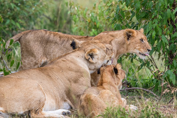Obraz na płótnie Canvas Lioness with cubs in the bush