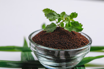 Dry black tea and green mint leaf on white background 