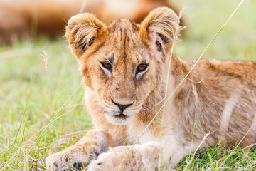 African lion cub in Africa