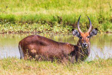 Waterbuck at a waterhole looking at the camera