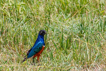Vackert färgad Superb starling on the ground
