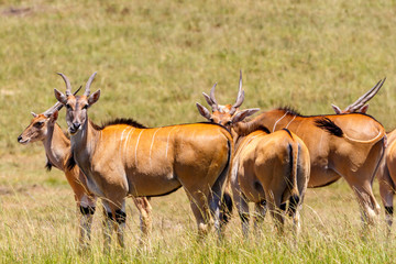 Eland antelopes on the savanna looking at the camera