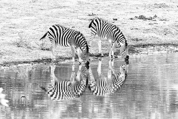 Fototapeta na wymiar Burchells zebras, with reflections, at a waterhole. Monochrome