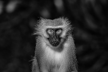 Vervet monkey looking towards the camera. Monochrome