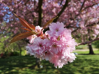 Blossom Close-up