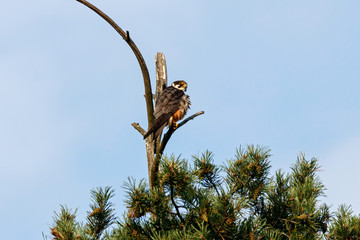 Eurasian hobby falco subbuteo sitting on top of pine tree. Cute majestic falcon bird of prey in wildlife.