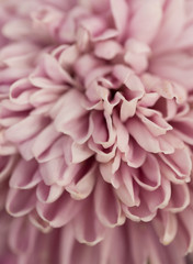 Pink Chrysanthemum Flower in Garden