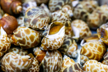 close up Areola babylon or spotted babylon background