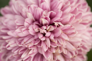 Pink Chrysanthemum Flower in Garden