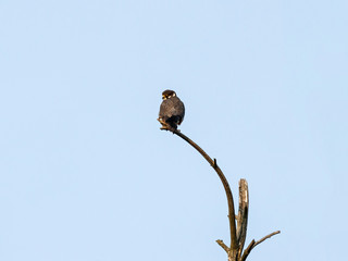 Eurasian hobby falco subbuteo sitting on top of pine tree. Cute majestic falcon bird of prey in wildlife.