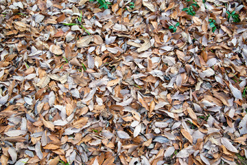 冬の地面　遠目