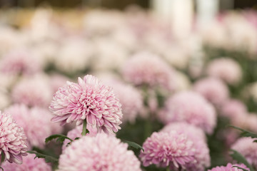 Pink Chrysanthemum Flower in Garden