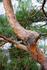 Fototapeta premium Pine tree stem in a park