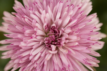 Pink Chrysanthemum Flower in Garden