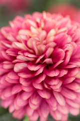 Pink Chrysanthemum Flower in Garden