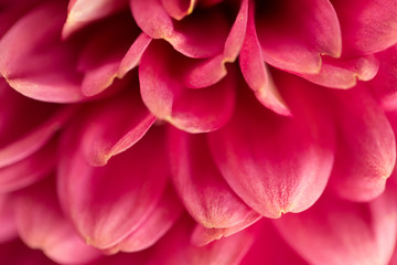 Fototapeta premium Pink Chrysanthemum Flower in Garden