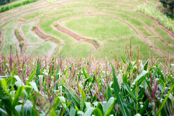 Terraced green rice paddy field in cloudy day , Chaingmai  , Thailand