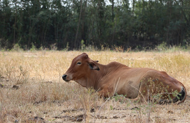 A cow laying down in the grassland.