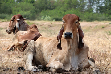 Two cows laying down in the grassland.