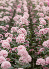 Pink Chrysanthemum Flower in Garden
