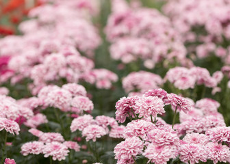 Pink Chrysanthemum Flower in Garden