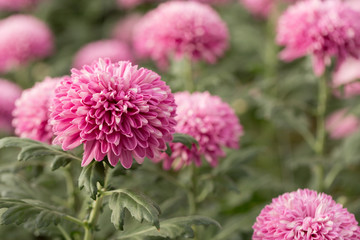 Pink Chrysanthemum Flower in Garden