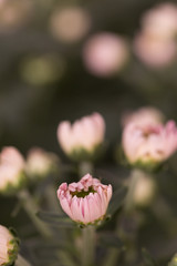 Pink Chrysanthemum Flower in Garden