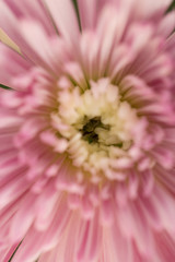 Pink Chrysanthemum Flower in Garden