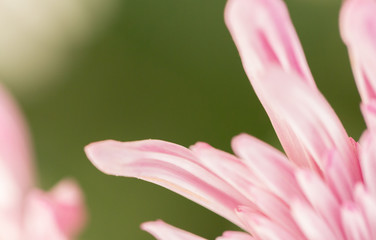 Fototapeta premium Pink Chrysanthemum Flower in Garden