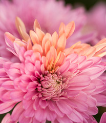 Two Tone Pink Chrysanthemum Flower in Garden