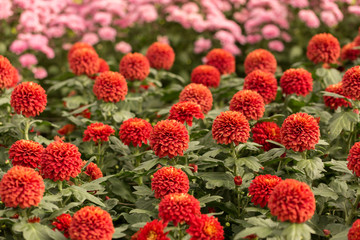 Red Chrysanthemum Flower in Garden