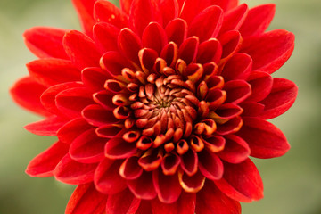 Red Chrysanthemum Flower in Garden