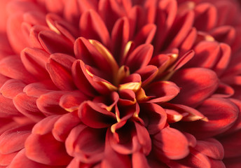 Red Chrysanthemum Flower in Garden