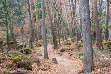 Obraz premium 森の小道