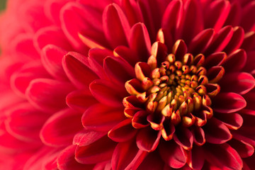 Red Chrysanthemum Flower in Garden