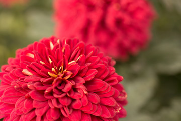 Red Chrysanthemum Flower in Garden