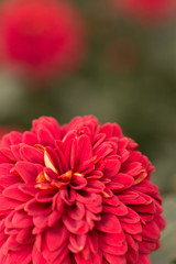 Red Chrysanthemum Flower in Garden