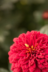 Red Chrysanthemum Flower in Garden