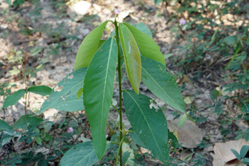 Croton oblongifolius Roxburghii. Croton persimilis. A medicinal plant