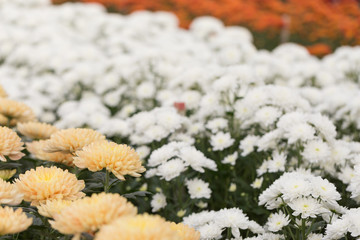 Rows of Chrysanthemum Flowers in Garden