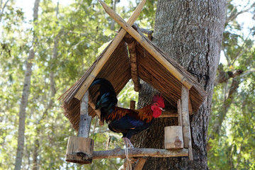 Thai Bantam rooster stand on wooden railing under roof.