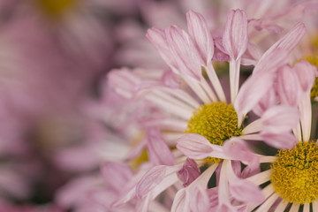 Pink Chrysanthemum Flower in Garden