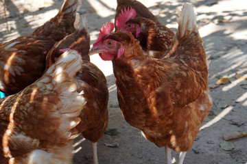 Red Island Rose Chicken, The Rhode Island Red is an American breed of domestic chicken. It is the state bird of Rhode Island.