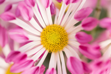 Obraz premium Pink Chrysanthemum Flower in Garden