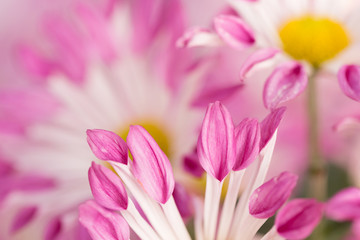 Obraz na płótnie Canvas Pink Chrysanthemum Flower in Garden