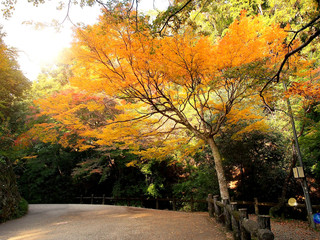 Naklejka premium Golden autumn park landscape, Yellow color leaves the tree in the autumn seasonal.
